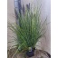 product/img.floraplaza.nl/45310-23-LIVE_fotos-0x7154C19B8C437EC54A0E1C3BEDCC13EF54BD8A9A.jpg