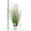 product/img.floraplaza.nl/45311-17-LIVE_fotos-0xFB8A4882F032AAB181484E096C8C09848C7303A5.jpg