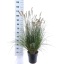 product/img.floraplaza.nl/45311-23-LIVE_fotos-0x00AF92F7C987C3A6CB1E18C3D81C86B866BD166F.jpg