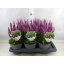 product/img.floraplaza.nl/46134-17-LIVE_fotos-0x29D5CBA6909E373A97BC266A9DDB68A52D2EC18D.jpg