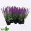 product/img.floraplaza.nl/46141-17-LIVE_fotos-0x00A873ACCC91DADBB5B3AE01C3CF13A05EBE2D34.jpg