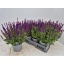 product/img.floraplaza.nl/46141-17-LIVE_fotos-0xB6480984A1DBC1B82418A3D6C6E50E29564E23F9.jpg