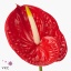 product/img.floraplaza.nl/4725-ART_Fotos-VBN-vbn4725.jpg