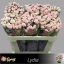product/img.floraplaza.nl/4736-70-LIVE_fotos-0xA0FDA467D19D20B1B25B5EAB22189D00100983B7.jpg