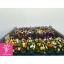 product/img.floraplaza.nl/47413-12-LIVE_fotos-0xC5C7AC09AA37E00A232B67946BC7FA275682A9AE.jpg