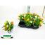 product/img.floraplaza.nl/47413-12-LIVE_fotos-0xE7C0549E686AC0AFFD25EAD3F2DC9D6504BC788F.jpg