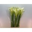 product/img.floraplaza.nl/48-60-LIVE_fotos-0x7495289EE5C4C992635F30142B442497D9A2722A.jpg