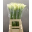 product/img.floraplaza.nl/48-60-LIVE_fotos-0xD205547D32DAEDFEAB0FA6E9259D662825EF6D2B.jpg
