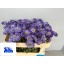 product/img.floraplaza.nl/4959-65-LIVE_fotos-0x0DEF3D2FB5C2D2B8E721B74937058C0777E181BD.jpg