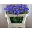 product/img.floraplaza.nl/4959-65-LIVE_fotos-0x56382033DDE0CA9BDFD4CBE7FC351CA39933FF89.jpg