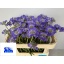 product/img.floraplaza.nl/4959-65-LIVE_fotos-0x89BC4C65C2E063FD21D6B5EF0BACDB475D441D73.jpg