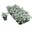 product/img.floraplaza.nl/49891-9-LIVE_fotos-0xE3F23F34E606411973D66A4841FD0168E7C25D51.jpg