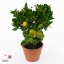 product/img.floraplaza.nl/50648-21-ART_Fotos-VBN-vbn50648.jpg