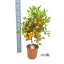 product/img.floraplaza.nl/50648-21-LIVE_fotos-0x31EB0250ACBFF41A9C92ABBCA669CF988222C389.jpg