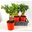 product/img.floraplaza.nl/50648-21-LIVE_fotos-0x62F848A1766C8ABBDE26033E7EB61A015E995C43.jpg