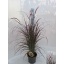 product/img.floraplaza.nl/51152-LIVE_fotos-0x6C117F2BC172B00C266FA8C81667CC9AC0C552A7.jpg