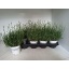 product/img.floraplaza.nl/51783-12-LIVE_fotos-0x1A94181C6A6512B80BC86E4BD899C690387EDDA6.jpg