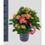 product/img.floraplaza.nl/5240-23-LIVE_fotos-0xE20B3E4537ED5F7A53068E461C0A2D9BA6F3973C.jpg