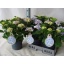 product/img.floraplaza.nl/5240-23-LIVE_fotos-0xEAE2DA5C29CE364F0BDD1F679027BFBC76CF26EE.jpg