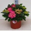 product/img.floraplaza.nl/5240-29-LIVE_fotos-0xAF6BD2734514CAF21AFD4E8D09E873104C77A4B6.jpg