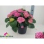 product/img.floraplaza.nl/5240-29-LIVE_fotos-0xF497ABC19AA502DF7E378C398DBAFC5EAF93BBAB.jpg