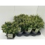 product/img.floraplaza.nl/54177-17-LIVE_fotos-0x3A3DBAFCAC46E7F06A601A51CD1DCA41DA7790FD.jpg