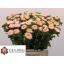 product/img.floraplaza.nl/5421-45-LIVE_fotos-0x2EF985B354A98651A827A8AAD2C3B8B9B836AB7F.jpg