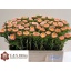 product/img.floraplaza.nl/5421-50-LIVE_fotos-0x11AB5D11AB87047E43E437375EE119B208D434CD.jpg