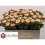 product/img.floraplaza.nl/5421-50-LIVE_fotos-0x421BBD86F62C51818F3B78894302B66351857B9D.jpg