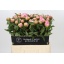 product/img.floraplaza.nl/5551-60-LIVE_fotos-0x50A640FF3523206CEF728688E321519B62C275E6.jpg