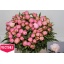 product/img.floraplaza.nl/5551-60-LIVE_fotos-0xC576131958C3AE8CF562A51D661DEB35BA71034E.jpg