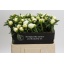 product/img.floraplaza.nl/5558-55-LIVE_fotos-0x1A75980CFDC666208D15A8FBFDAE31E3D5BF6D31.jpg