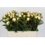 product/img.floraplaza.nl/5558-55-LIVE_fotos-0x40D653F4B74A92E6D306D40E0AFDA673BEBFE53B.jpg