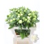 product/img.floraplaza.nl/5558-55-LIVE_fotos-0x425A8380957D9B2532743065DE29330FDB8C8B21.jpg