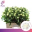 product/img.floraplaza.nl/5558-55-LIVE_fotos-0x4AC937C54896B45AF3D228E58D558B11E8477203.jpg
