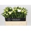 product/img.floraplaza.nl/5558-55-LIVE_fotos-0x52F6A7AD9B6D70DC5E9A115DAFDA66FC4828399E.jpg