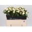 product/img.floraplaza.nl/5558-55-LIVE_fotos-0x8BC5D8CD5AE619053FAC657415549AF3D0DE1C32.jpg