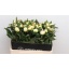 product/img.floraplaza.nl/5558-55-LIVE_fotos-0xE06797E7376672FAE089A77C8E502010D19EE49B.jpg