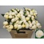 product/img.floraplaza.nl/5558-55-LIVE_fotos-0xE17A6E101E4C4038A4141657757366DA81BA1147.jpg