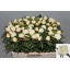 product/img.floraplaza.nl/5558-55-LIVE_fotos-0xE6881D314BC5CBB31B115AEC7642E90734039430.jpg