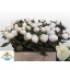 product/img.floraplaza.nl/5558-55-LIVE_fotos-0xE71B453B48EBF67FE9F95D690F62A562C8271E65.jpg