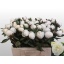 product/img.floraplaza.nl/5558-55-LIVE_fotos-0xF24DC5B2D3A75B65F6D4FC0266181491A18958F7.jpg
