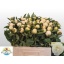 product/img.floraplaza.nl/5558-55-LIVE_fotos-0xF54986B278AE0CCC7D1E97C1AC9304096225E20F.jpg