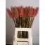 product/img.floraplaza.nl/5582-60-LIVE_fotos-0x6F8BCABFDBA82D47735AC572BA91C1F59BC628F0.jpg