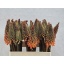 product/img.floraplaza.nl/5582-60-LIVE_fotos-0x9BF60A016AB989C4DE956DA96CA7A425CE6074B0.jpg