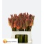 product/img.floraplaza.nl/5582-60-LIVE_fotos-0xC4ED9FA8DAC311FB8CA2EFAC1C70642B34598DAA.jpg
