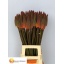 product/img.floraplaza.nl/5582-75-LIVE_fotos-0xE954C728259FEBA6AEDA8026EFE1D4F5E3268734.jpg