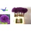 product/img.floraplaza.nl/5583-60-LIVE_fotos-0x0ADB0622856E207C83F68A08D4C45B0EDB9A0C91.jpg