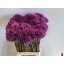 product/img.floraplaza.nl/5583-60-LIVE_fotos-0xB630E1FA7CB87147B1163B83AFA6477223235685.jpg