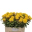 product/img.floraplaza.nl/56-60-LIVE_fotos-0x0D0DD7A9EC46B5F52FB85B3D53D2BB000641CE6A.jpg